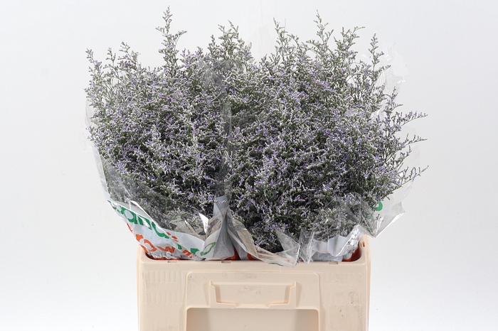 <h4>Lim Misty Blue</h4>