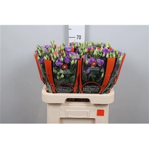 Eus G Corelli Lavender