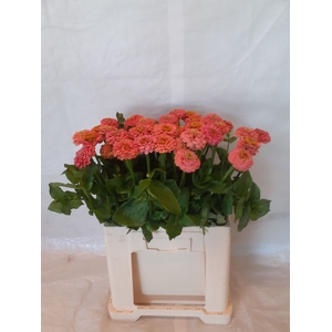 ZINNIA ELEGANS