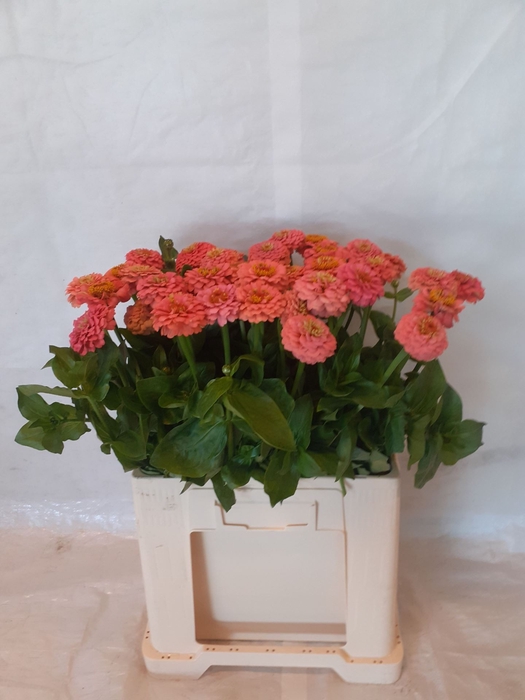 <h4>ZINNIA ELEGANS</h4>