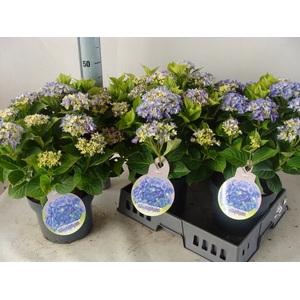 Hydrangea mac.