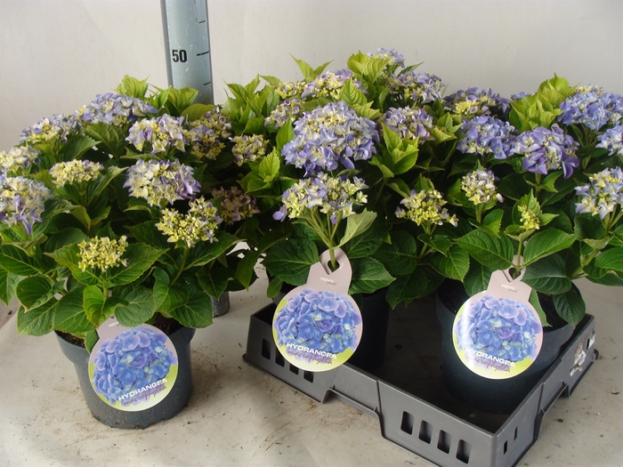<h4>Hydrangea mac.</h4>