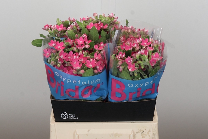 <h4>Oxypetalum Bridal Diana</h4>