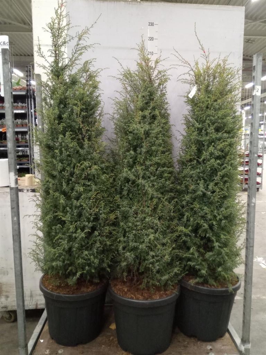 <h4>Juniperus communis 'Hibernica'</h4>