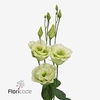 Lisianthus do alissa green