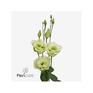 Lisianthus do alissa green