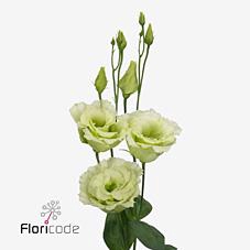 <h4>Lisianthus do alissa green</h4>