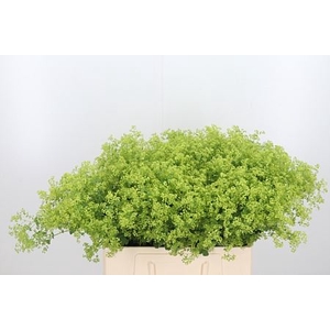 ALCHEM M ROBUSTICA