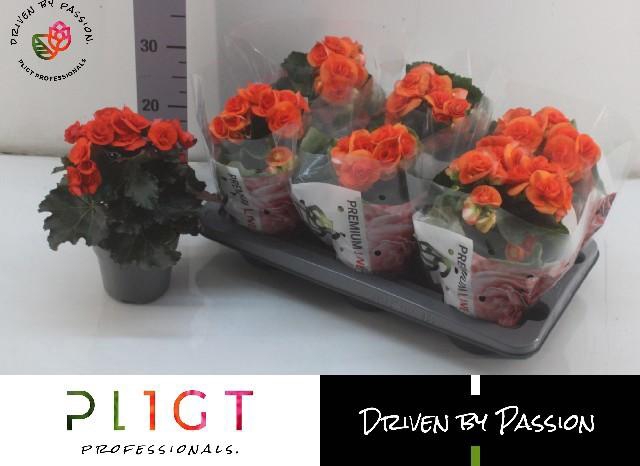 <h4>BEG DU MOCCA ORANGE</h4>