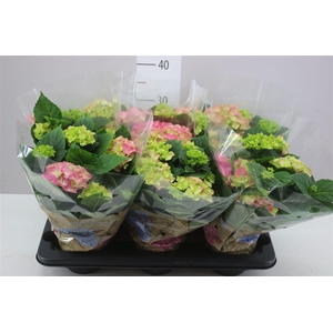 Hydrangea Early Rosa 6-7