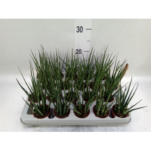 Sansevieria  'Fernwood'
