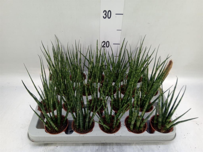 <h4>Sansevieria  'Fernwood'</h4>