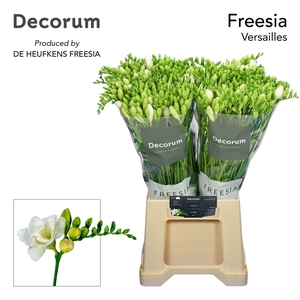 Freesia du Versailles