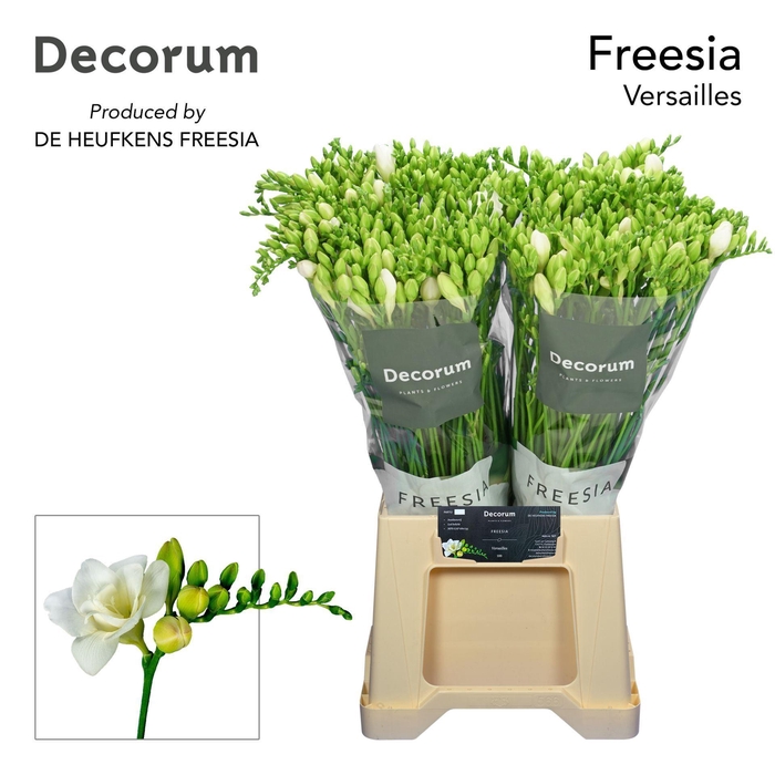 <h4>Freesia du Versailles</h4>