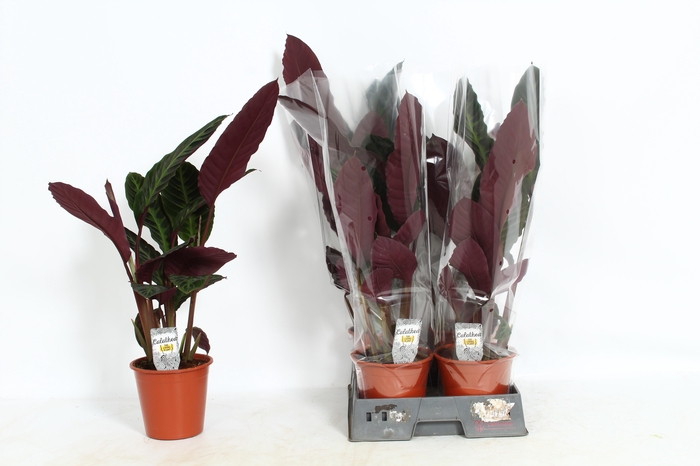 <h4>CALAT WARSCEWICZII</h4>