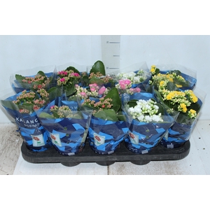 KALANCHOE DOBRADO P11