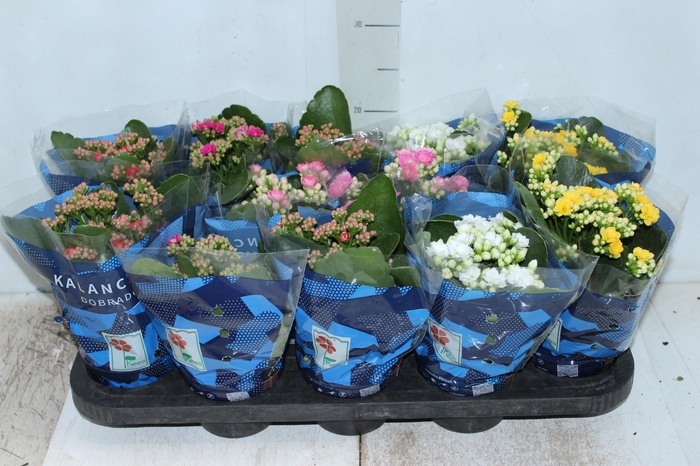 <h4>KALANCHOE DOBRADO P11</h4>