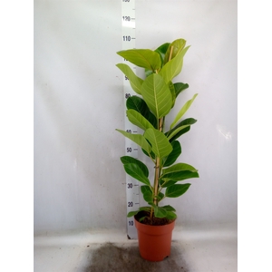 Ficus altissima