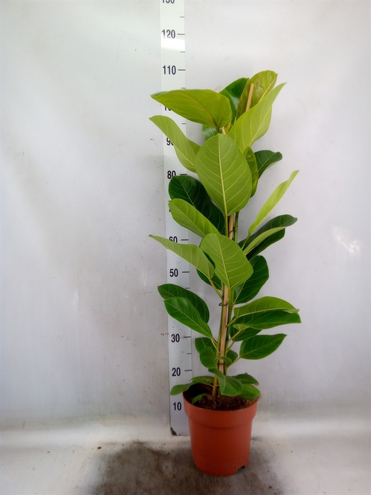 <h4>Ficus altissima</h4>