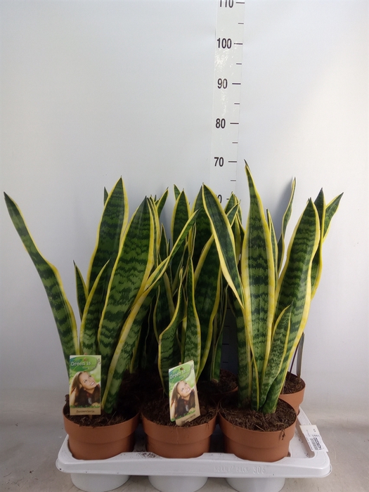 <h4>Sansevieria trifa. 'Laurentii'</h4>