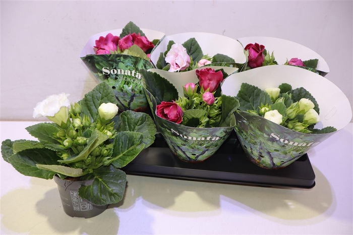 <h4>Sinn Sonata Gem</h4>