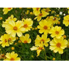 Coreopsis overig