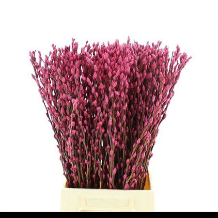 <h4>Salix Snow Flake Klb Cerise</h4>
