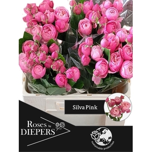 R TR SILVA PINK+