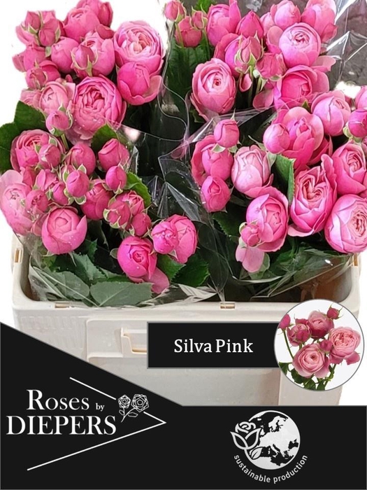 <h4>R TR SILVA PINK+</h4>