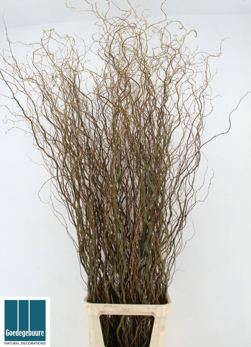 <h4>SALIX B TORTUOSA</h4>