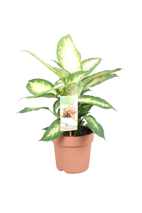 <h4>Dieffenbachia Camilla</h4>