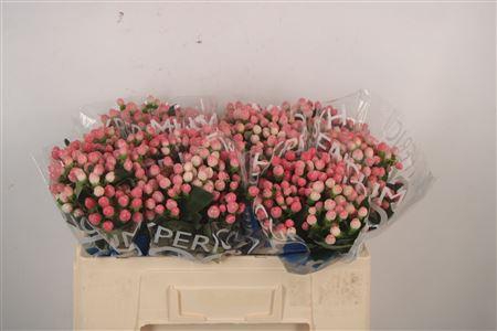 <h4>Hyp Coco Casino Pink</h4>