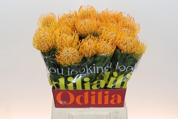 <h4>LEUCO SOLEIL</h4>