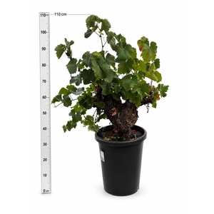 VITIS VINIFERA