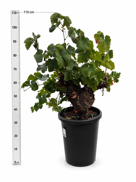 <h4>VITIS VINIFERA</h4>
