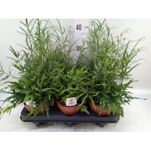 Pteris ensiformis