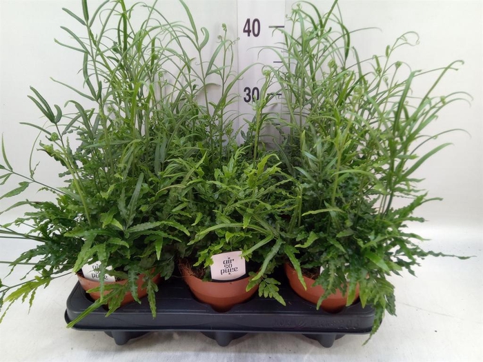 <h4>Pteris ensiformis</h4>