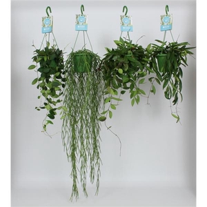 HangonGreen Hoya Gemengd 14 cm