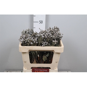 Kaaps Groen Silver Brunia