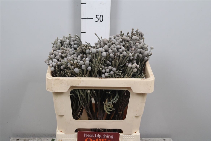 <h4>Kaaps Groen Silver Brunia</h4>