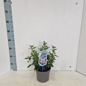 Viburnum tinus Spirit ('Anvi'PBR)
