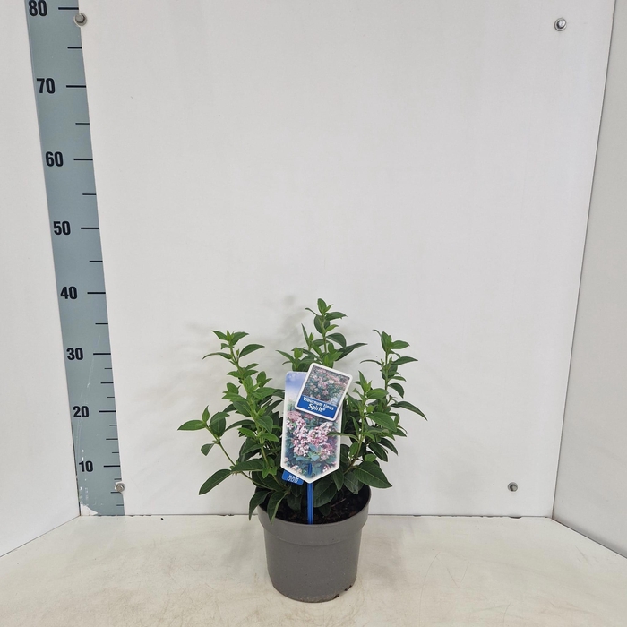 <h4>Viburnum tinus Spirit ('Anvi'PBR)</h4>