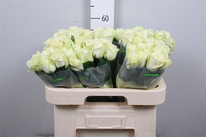 <h4>R Gr Snowstorm+</h4>