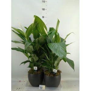 Spathiphyllum  'Bingo Cupido'