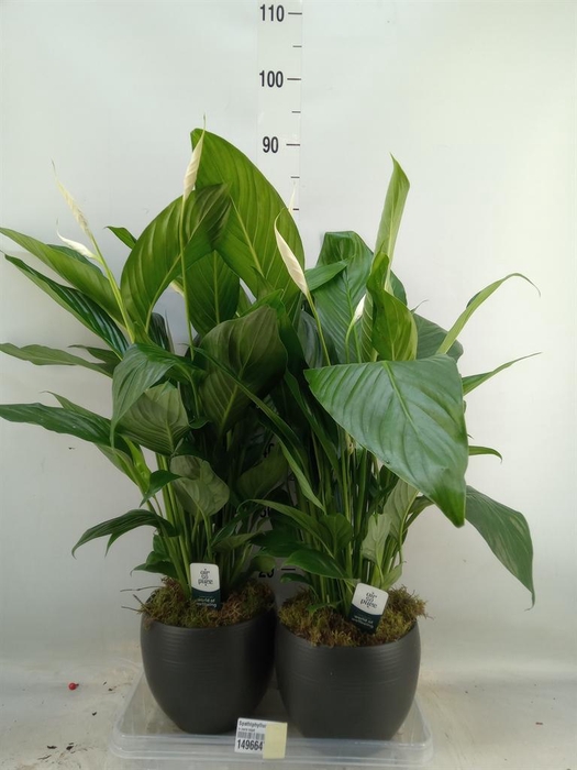 <h4>Spathiphyllum  'Bingo Cupido'</h4>