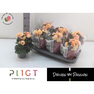 BEG DU HAILEY SUNSET