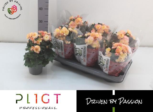 <h4>BEG DU HAILEY SUNSET</h4>