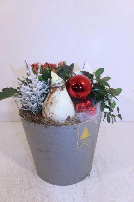 <h4>ARR HIPPEASTRUM</h4>