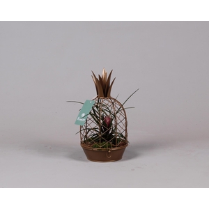 Metalen Ananas goud met Tillandsia