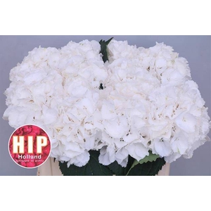 Hydrangea schneeball